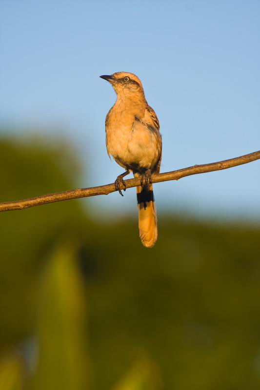 Cuckoo On Branch